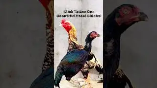 Long Height Aseel Pair Hatching Crazy Aseel Chicks #aseel #aseelmurga #aseelhen #aseelchicks #shorts