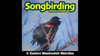 Eastern Meadowlark Melodies