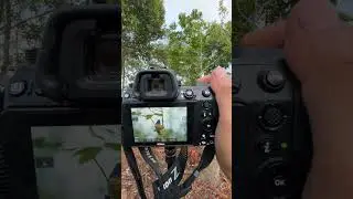 #birdphotography  #nikonbirdphotography #nikonz6ii #nikon #nikonz6ii #nikonindonesia #indonesiabird