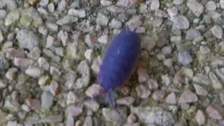 Purple Isopoda with iridovirus. Paarse pissebed.
