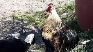 Kukorékolás #shorts