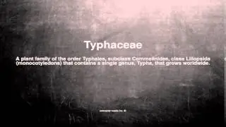 Medical vocabulary: What does Typhaceae mean