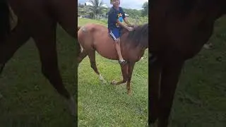 teaching first time riding horse #startthemyoung