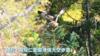 〔紀錄版〕灰面鵟鷹*學名：Butastur indicus*又稱:灰面鷲☆雅集攝影製作☆攝於：南投仁愛鄉清境天空步道☆拍攝日期：114.12.14