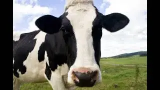 Cow sound effect