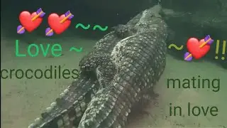 My new video: Two crocodiles mating, making lots of love, part 4) ~~❤️🐊&hearts;️🐊💘.