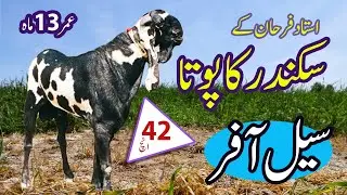 Top class breeder bakra for sale / breeder bakra for sale / Goat Punjab Di