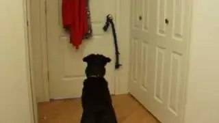 Does Your Dog REALLY Understand a Verbal Cue? Clicker Training
