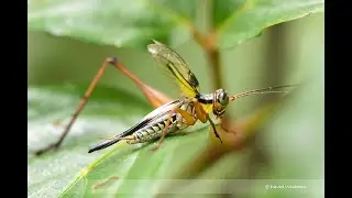 How does Cricket (Nisitrus vittatus) Make Sound ?