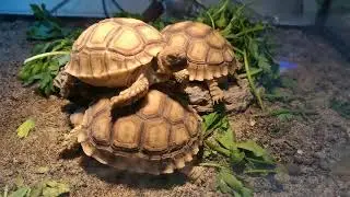 Yellow footed tortoise