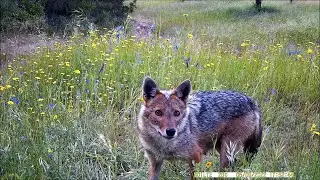Canis aureus (Χρυσό Τσακάλι) Chalkidiki Greece
