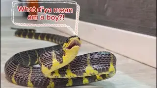 Health check & sexing my Boiga dendrophila @T.and.N_Reptile