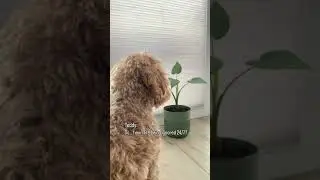 seen. #funny #pets #dogshorts #dogs #trend #maltipoo #comedy #teddy