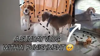 A Funny and Naughty DAY | Funny Dog Videos | Beagle Life | Malayalam #beagle #pets #funny #mallu