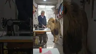 meserment for lion #funny #tailoring #tailor