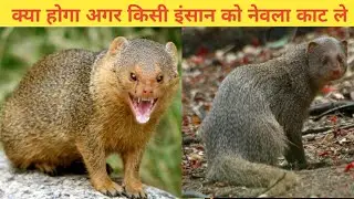 क्या होगा अगर किसी इंसान को नेवला🔥काट ले | What will happen if a person is bitten by a Mongoose