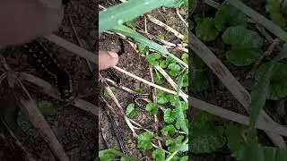Millipede in the Garden #youtubeshorts #ytshort #shorts #trending
