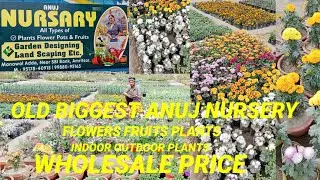 FANCY POTS FLOWER, FRUIT, INDOOR, OUTDOOR PLANTS BIGGEST OLD ANUJ NURSERY WHOLESALE PRICE AMRITSAR 