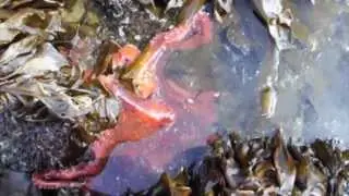Giant Pacific Octopus Encounter On A Alaska Aleutians Chain Island