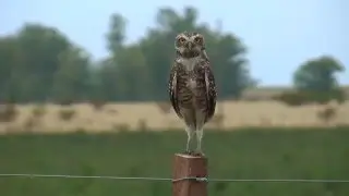 Aves del Uruguay. Por el camino