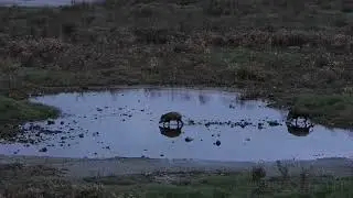 Jabalíes al anochecer por Vuelta Ostrera, Suances, Cantabria