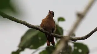 Colibr&iacute; canela