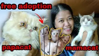 Free adoption cat | pinamigay ko na sila  |  snowshoe x persian