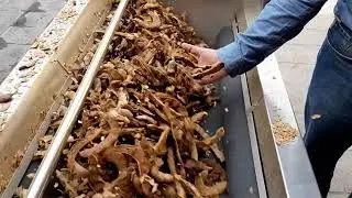 Pelado de Tamarindo Natural. Lavadora y Peladora 220 kg con Rodillos abrasivos