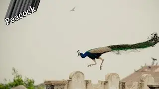 peacock life cycle video 🦚 |peacock lifestyle sound | peacock scream | peafowl video | Abhaylogist
