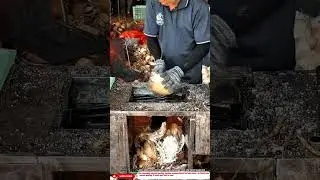 Best Innovative Coconut Peeling Machine Tool for Smart Agro Use