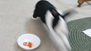 Rabbit SPRINTING by his food without realizing it