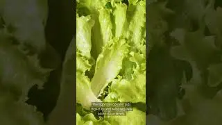 Lettuce for Skin and Immunity