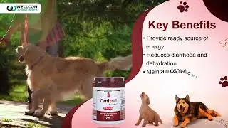 Is Your Pet Weak & Dehydrated? Canitral Powder Brings Them Back!