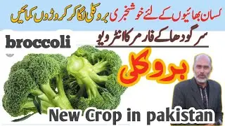 broccoli farming in pakistan  // broccoli farmer in pakistan interview // @agriCultureFarming