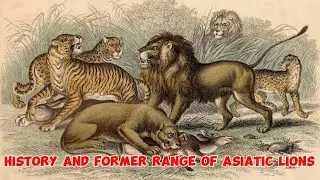 History of Lions in Asia (Short documentary)