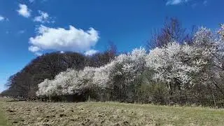 デンマーク・コペンハーゲン郊外 世界遺産の自然保護区  Dyrehaven（デュアハウン）鹿公園｜王家の狩猟場と自然の楽園