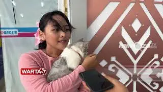 UNIK DAN EDUKATIF PET LOVERS GORONTALO GELAR KONTES DAN FASHION SHOW KUCING