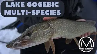 LAKE GOGEBIC PERCH, PIKE, & MORE! (Ice Fishing Lake Gogebic)