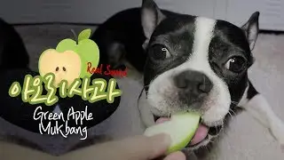 강아지 먹방 '아오리 사과' 리얼사운드 (Green Apple, Dog Eating Real Sound)