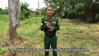 Mengenal Kelapa Sawit : Sejarah,Pembibitan,Budidaya,Hingga Panen