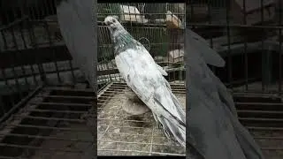 الجزء الثاني لجبروت مصر 🇪🇬في الصافي#علاءهمام#احلي فرجه صافي واحلي الالوان