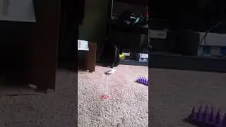 Onyxia first days, she won't let me pet her yet