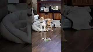 Новый стиль Пса заставляет его сгореть от нетерпения вернуть всё обратно! Комедия за кадром RxCKS...
