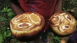 Delicious Tal Palm-Ice Apple  inside our Garden #rajibsamantaplantation #gardening #begut #farming