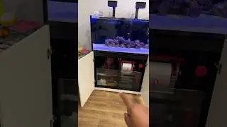 Everyone Uses Inline UV&hellip; I Tried This Instead #ReefTank #SaltwaterTank #AquariumHack