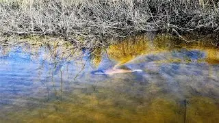Catching Redfish and Making Waves in a Texas Marsh (Sight Casting in Skinny Water)