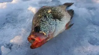 Ice Fishing Crappies Wisconsin 2019