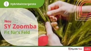 Syngenta Seeds | SY Zoomba Hybridgerste | Sorte mit Gelbverzwergungsvirus-(BYDV)-Resistenz | Hyvido