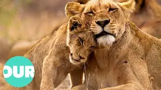 Lion Country: From Captivity To Release In Wild | Our World