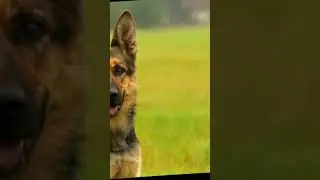 немецкая авчарка😍